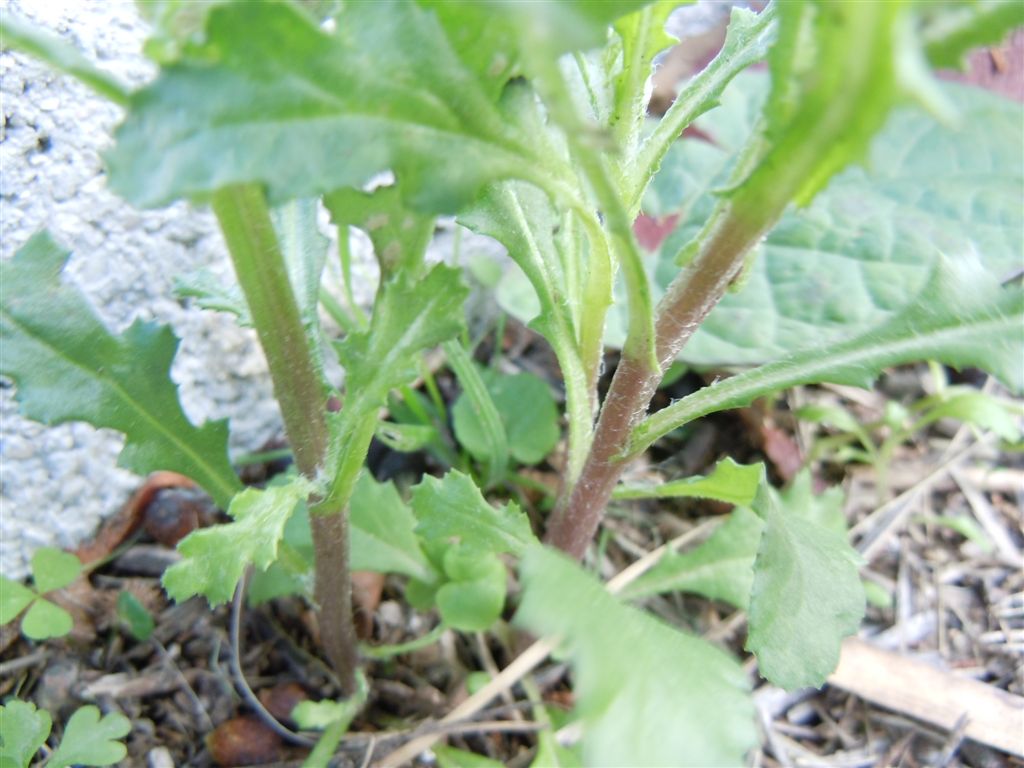 Senecio vulgaris